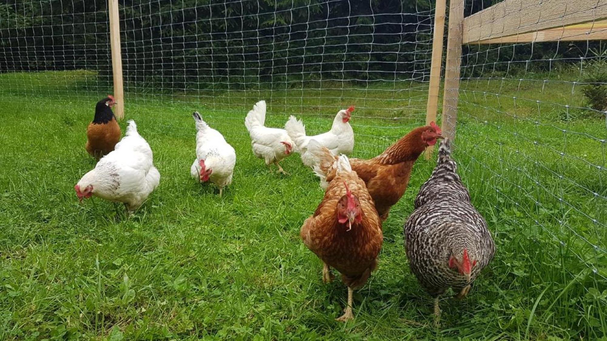 Pensjonat Ferienbauernhof Mehlbach Kollnburg Zewnętrze zdjęcie