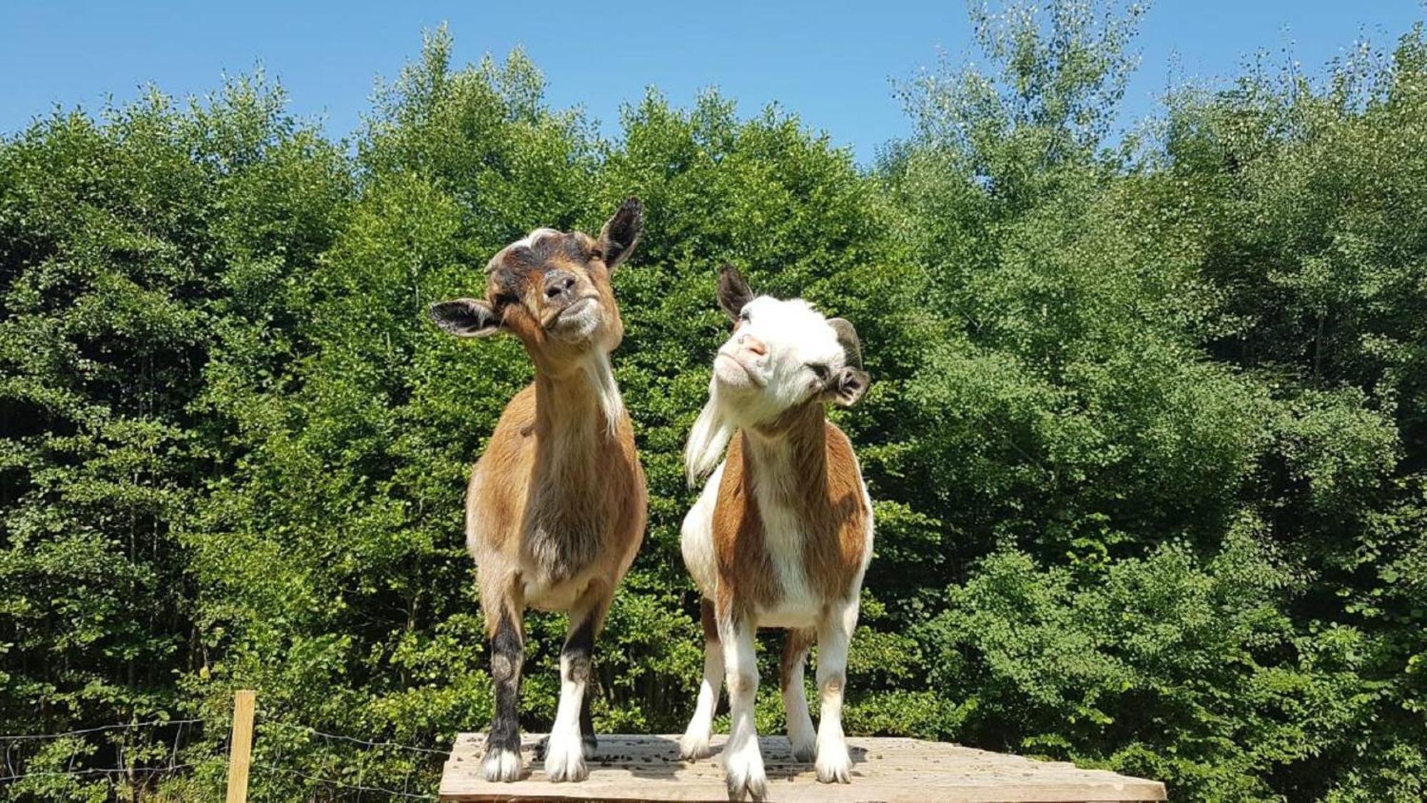 Pensjonat Ferienbauernhof Mehlbach Kollnburg Zewnętrze zdjęcie