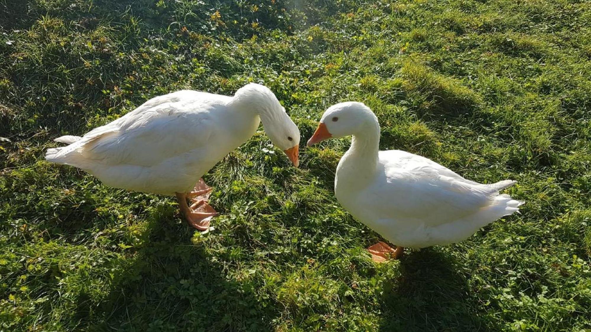 Pensjonat Ferienbauernhof Mehlbach Kollnburg Zewnętrze zdjęcie