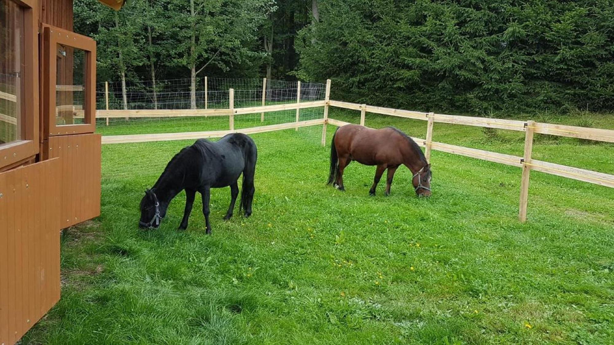 Pensjonat Ferienbauernhof Mehlbach Kollnburg Zewnętrze zdjęcie